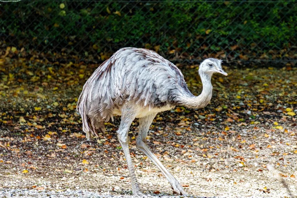 Fotografie