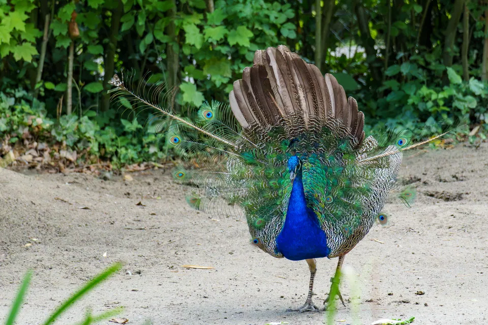Fotografie